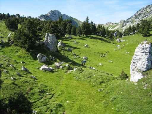 Wild Landscape Chartreuse Wall Decal