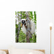 Coquerel Sifaka Wall Decal