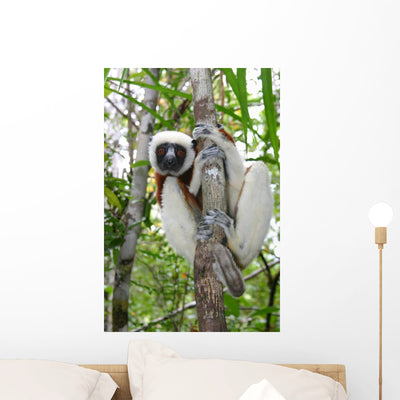 Coquerel Sifaka Wall Decal shown on a wall