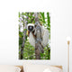 Coquerel Sifaka Wall Decal