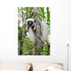Coquerel Sifaka Wall Decal