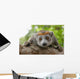 Crowned Lemur Wall Decal
