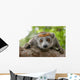 Crowned Lemur Wall Decal