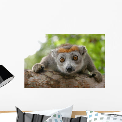 Crowned Lemur Wall Decal shown on a wall