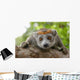 Crowned Lemur Wall Decal