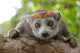 Crowned Lemur Wall Decal