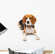 beagle dog isolated on white background Wall Decal