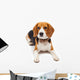 beagle dog isolated on white background Wall Decal