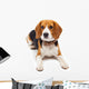 beagle dog isolated on white background Wall Decal