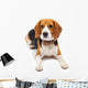 beagle dog isolated on white background Wall Decal