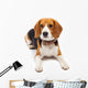 beagle dog isolated on white background Wall Decal