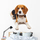 beagle dog isolated on white background Wall Decal