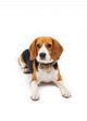 beagle dog isolated on white background Wall Decal