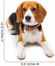 beagle dog isolated on white background Wall Decal