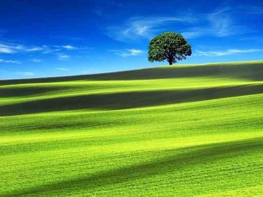 Green Field with Blue Wall Decal