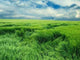Endless Green Field Wall Decal