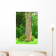 painted eucalyptus tree Wall Mural
