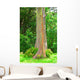painted eucalyptus tree Wall Mural