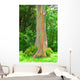 painted eucalyptus tree Wall Mural