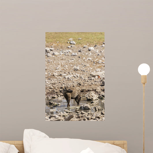 Spotted hyena refreshing at a water hole at Etosha National Park, Namibia Wall Mural
