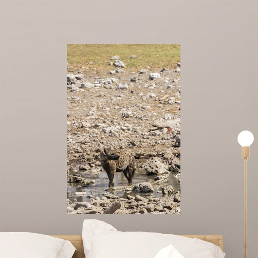 Spotted hyena refreshing at a water hole at Etosha National Park, Namibia Wall Mural