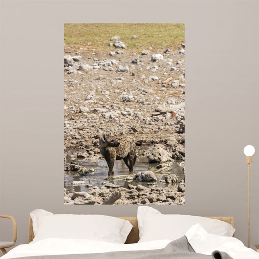 Spotted hyena refreshing at a water hole at Etosha National Park, Namibia Wall Mural