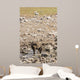 Spotted hyena refreshing at a water hole at Etosha National Park, Namibia Wall Mural