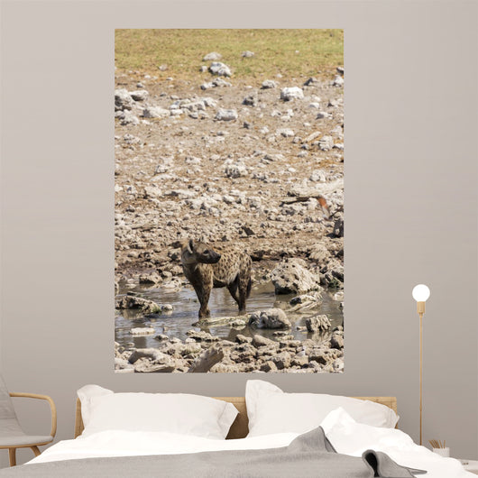 Spotted hyena refreshing at a water hole at Etosha National Park, Namibia Wall Mural