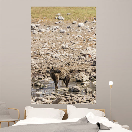 Spotted hyena refreshing at a water hole at Etosha National Park, Namibia Wall Mural