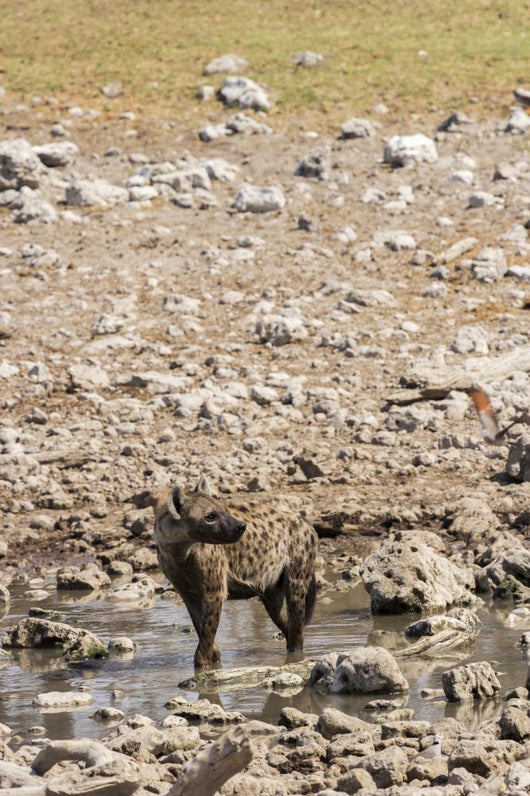 Spotted hyena refreshing at a water hole at Etosha National Park, Namibia Wall Mural