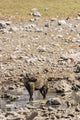 Spotted hyena refreshing at a water hole at Etosha National Park, Namibia Wall Mural