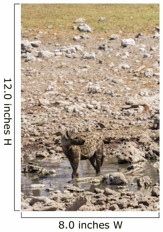 Spotted hyena refreshing at a water hole at Etosha National Park, Namibia Wall Mural