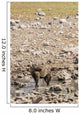 Spotted hyena refreshing at a water hole at Etosha National Park, Namibia Wall Mural