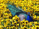 Peafowl in Pansies Wall Mural