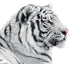 Proud white tiger Wall Decal