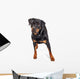 Beautiful Rottweiler Dog Over White Wall Decal