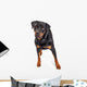 Beautiful Rottweiler Dog Over White Wall Decal