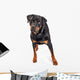 Beautiful Rottweiler Dog Over White Wall Decal
