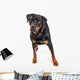 Beautiful Rottweiler Dog Over White Wall Decal