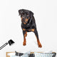 Beautiful Rottweiler Dog Over White Wall Decal