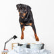 Beautiful Rottweiler Dog Over White Wall Decal