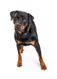 Beautiful Rottweiler Dog Over White Wall Decal