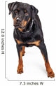 Beautiful Rottweiler Dog Over White Wall Decal