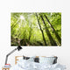 Tall Trees Wall Mural