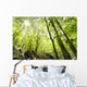 Tall Trees Wall Mural