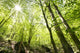 Tall Trees Wall Mural