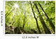 Tall Trees Wall Mural