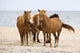 Wild Horses Beach Wall Decal