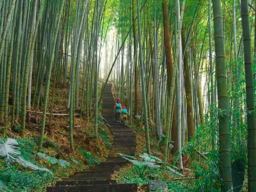 Green Bamboo Forest Wall Decal