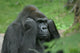 Gorilla Wall Mural
